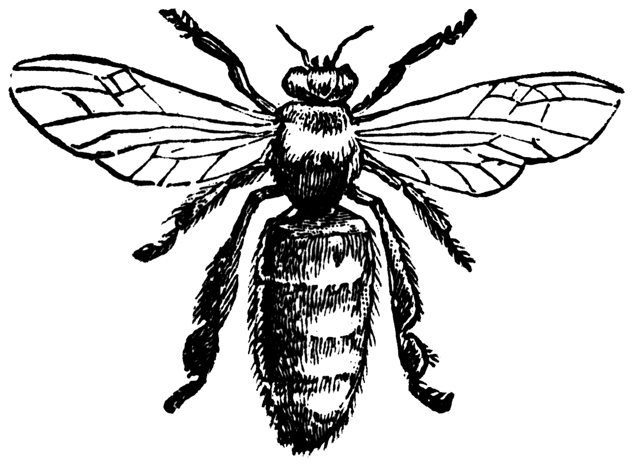 Bee pin page clipart image 6