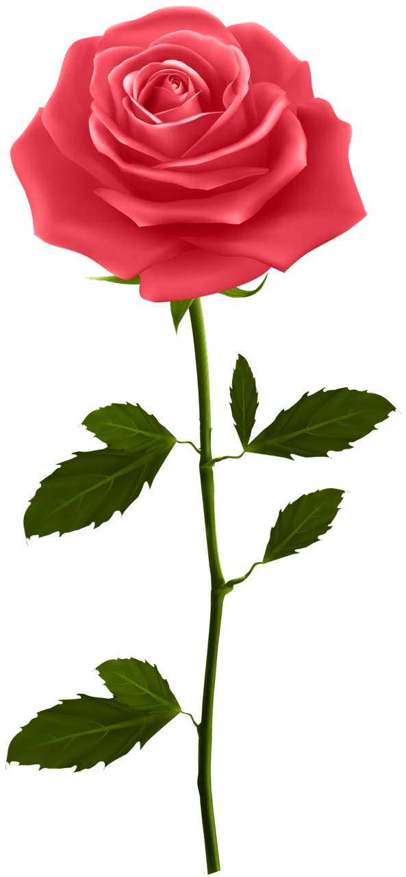 Red rose with stem clipart background