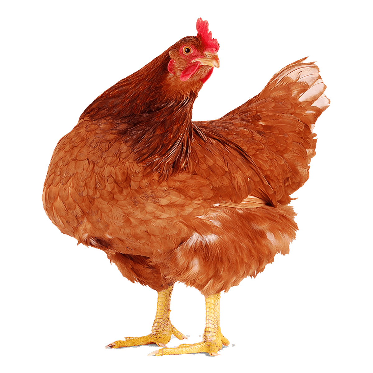 Chicken images hd photo clipart 3