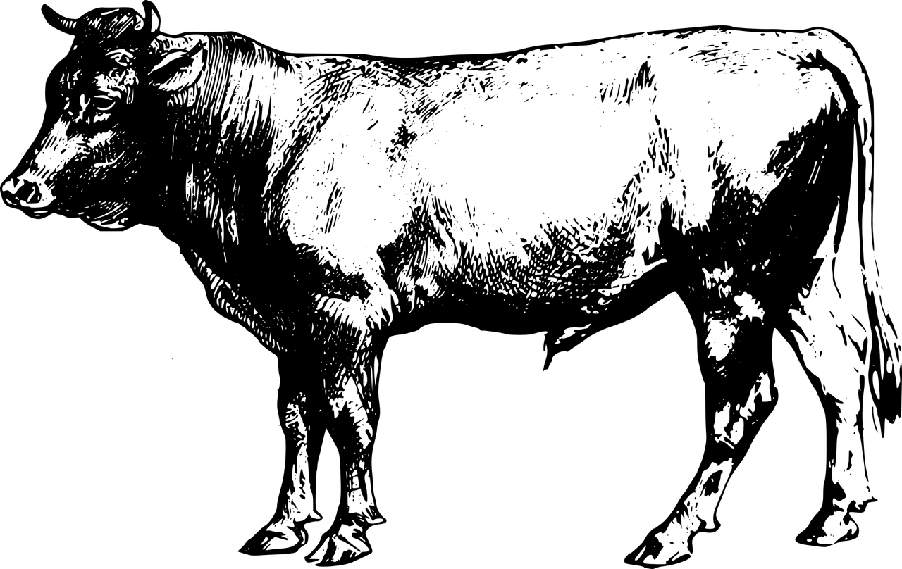 Cow animal branded bull vector graphic clipart