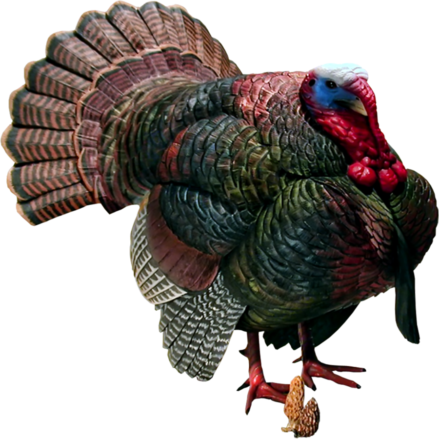 Turkey images hd photo clipart