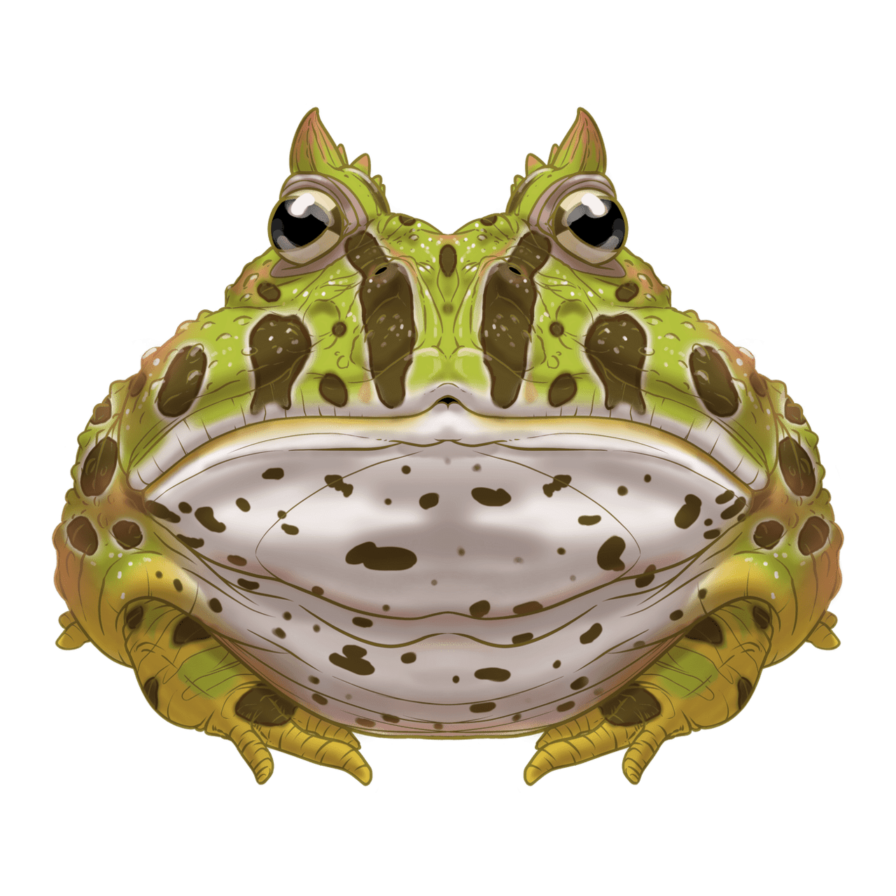 Horned frog images hd photo clipart book cover art