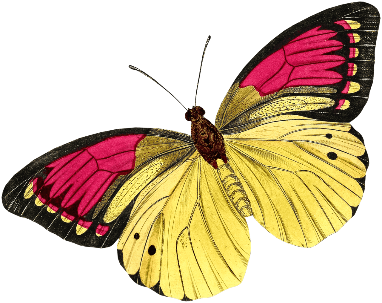 Beautiful butterfly pictures clipart