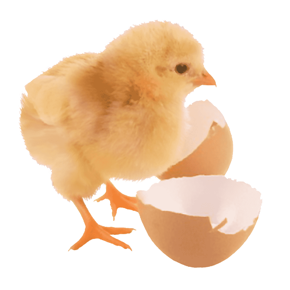 Chicken baby chick images hd photo clipart