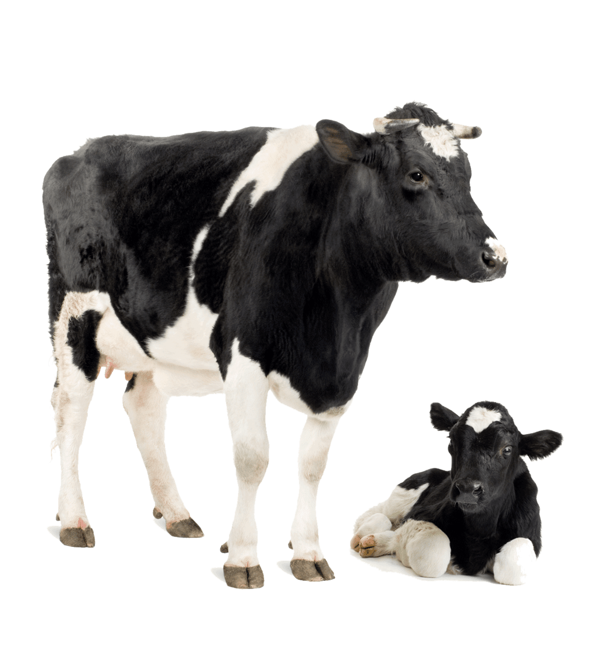 Friesian cow park dairy calf cattle holstein clipart background