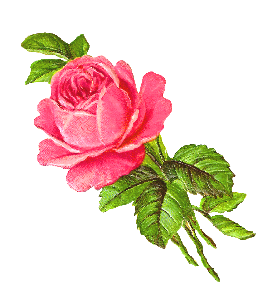 Pink rose digital flower image clipart