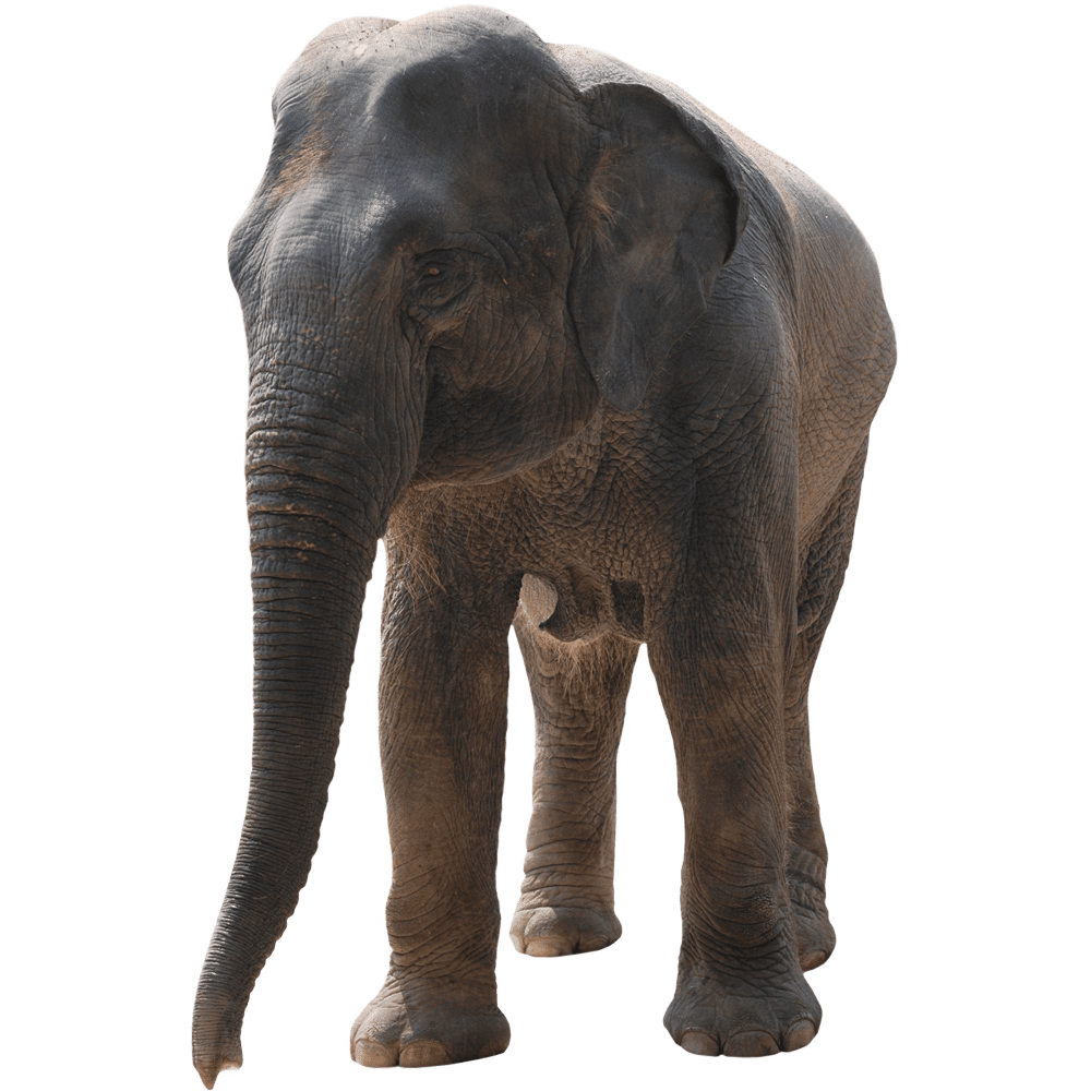 African elephant images hd photo clipart