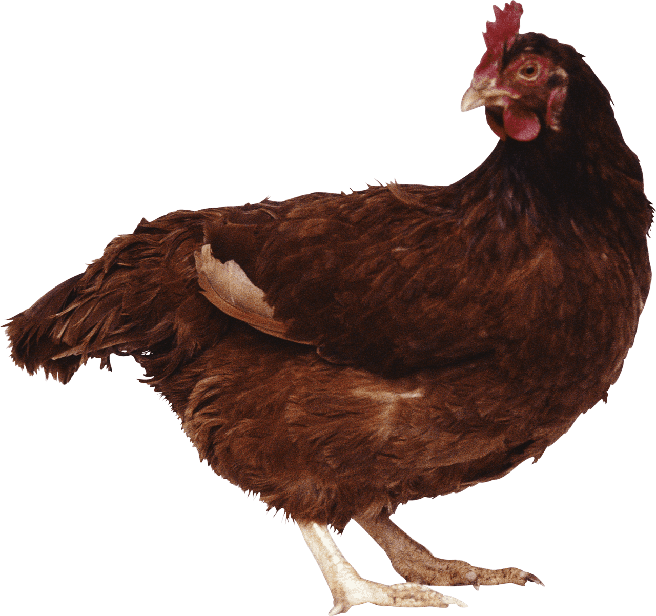 Brown chicken image images pet clipart