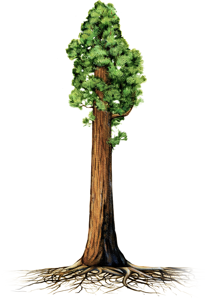 Tree pin page clipart transparent