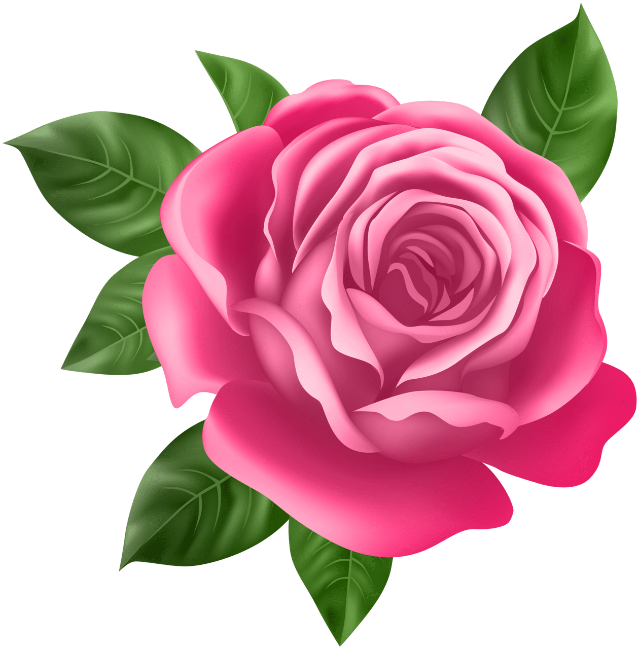 Pink rose clipart photo