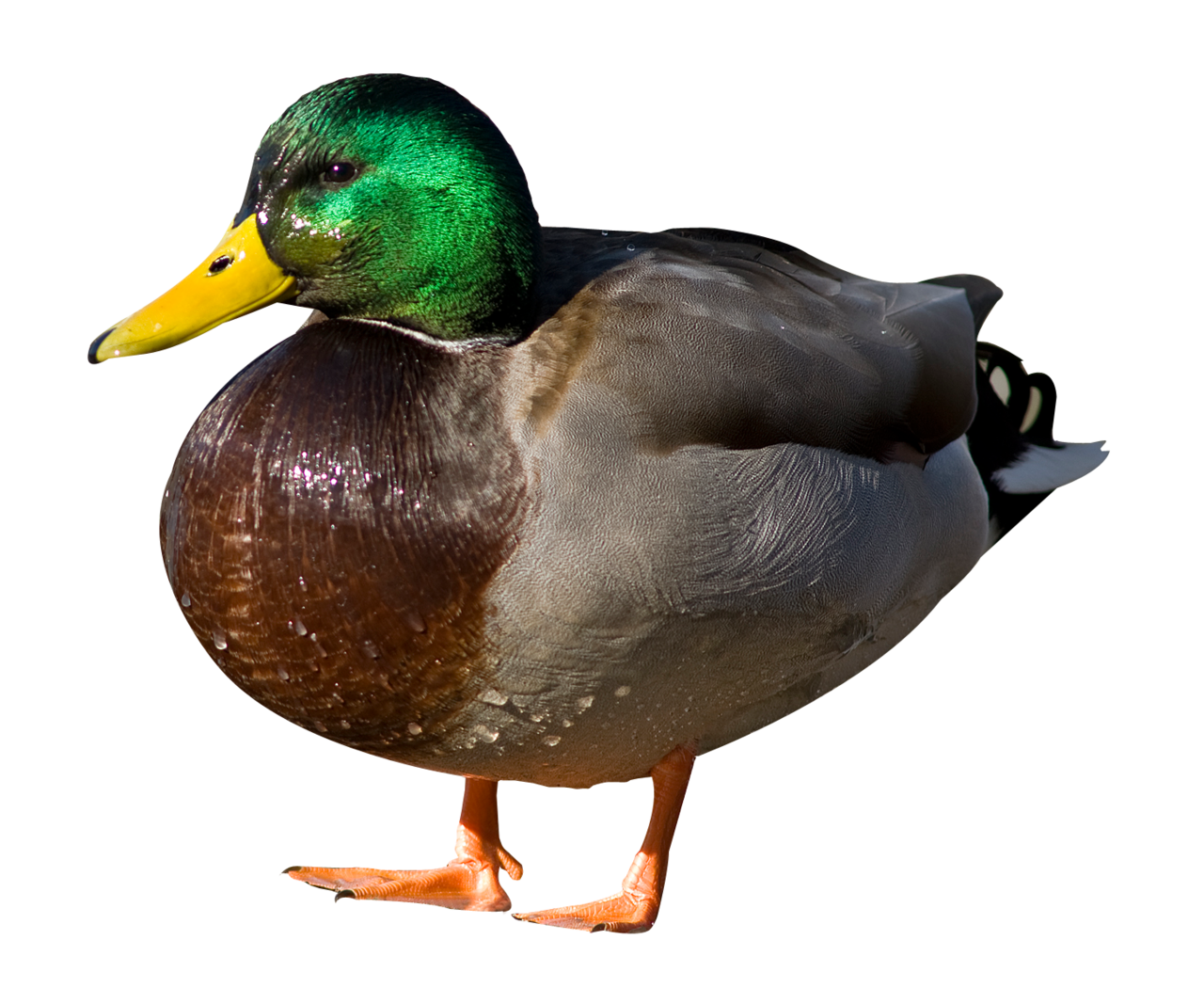 Duck clipart background 2