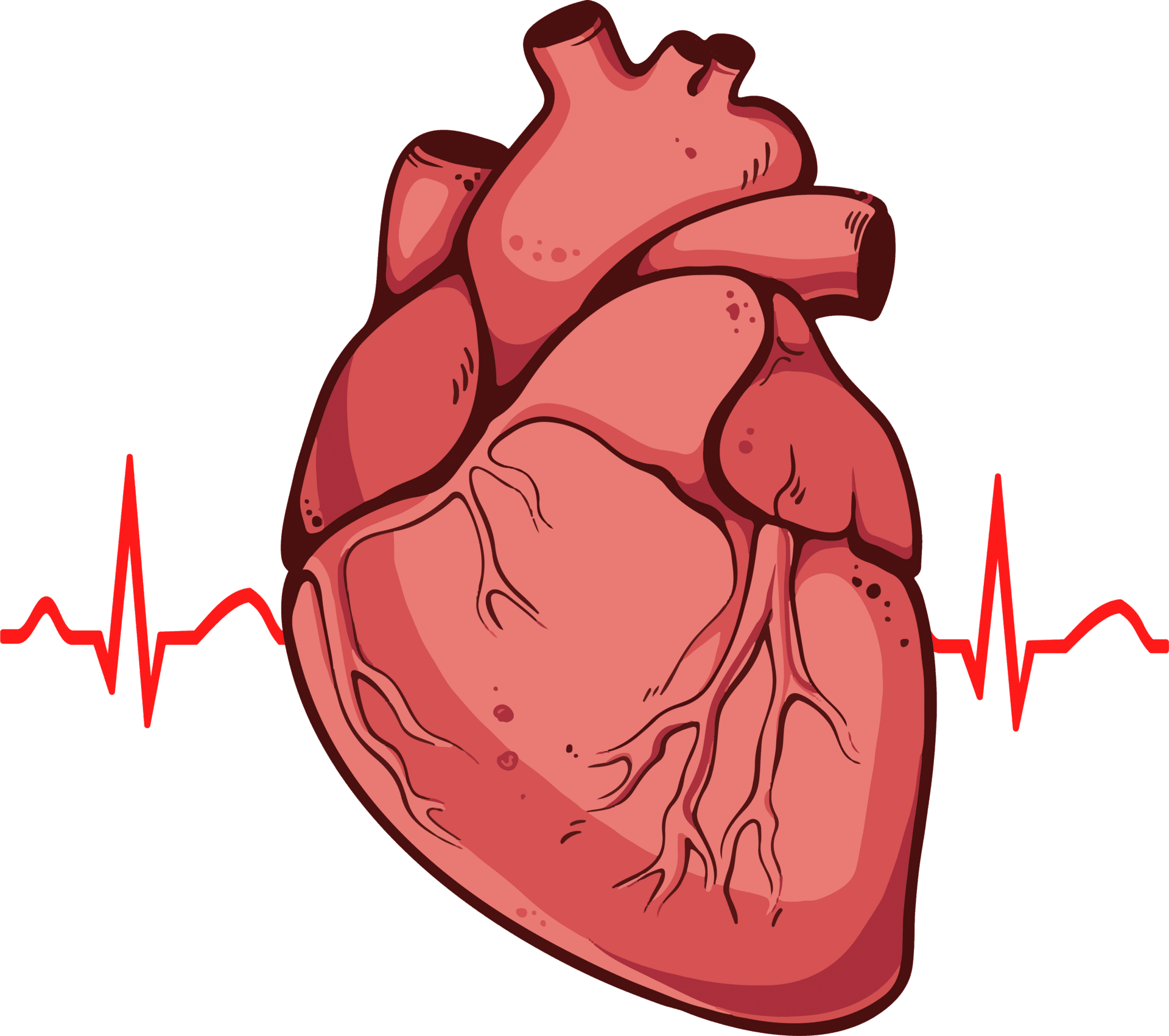 Human heart clipart real draw clipartmax free