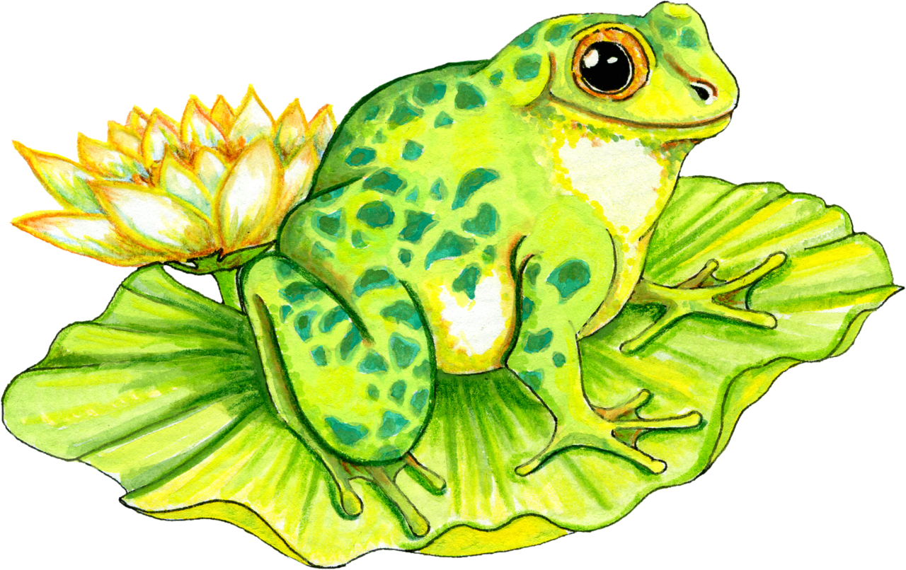 Frog lilly pad graphic and paint clipart best image