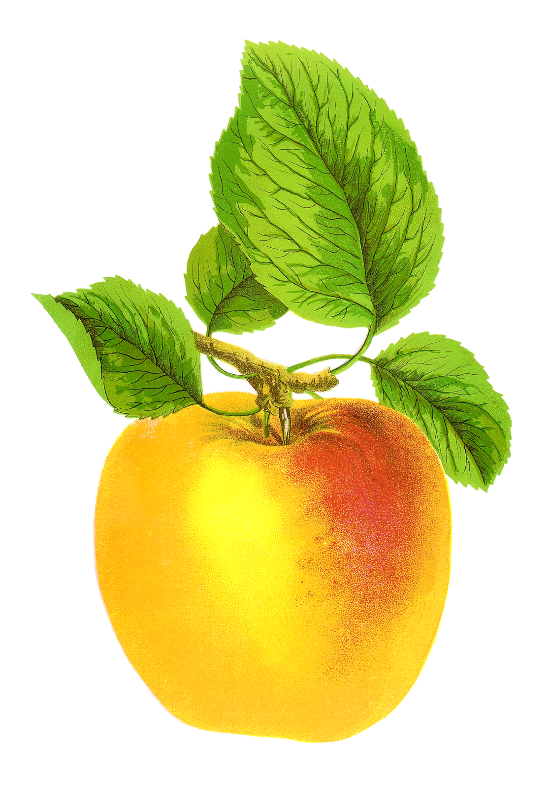 Digital fruit images vintage clipart apple grime golden