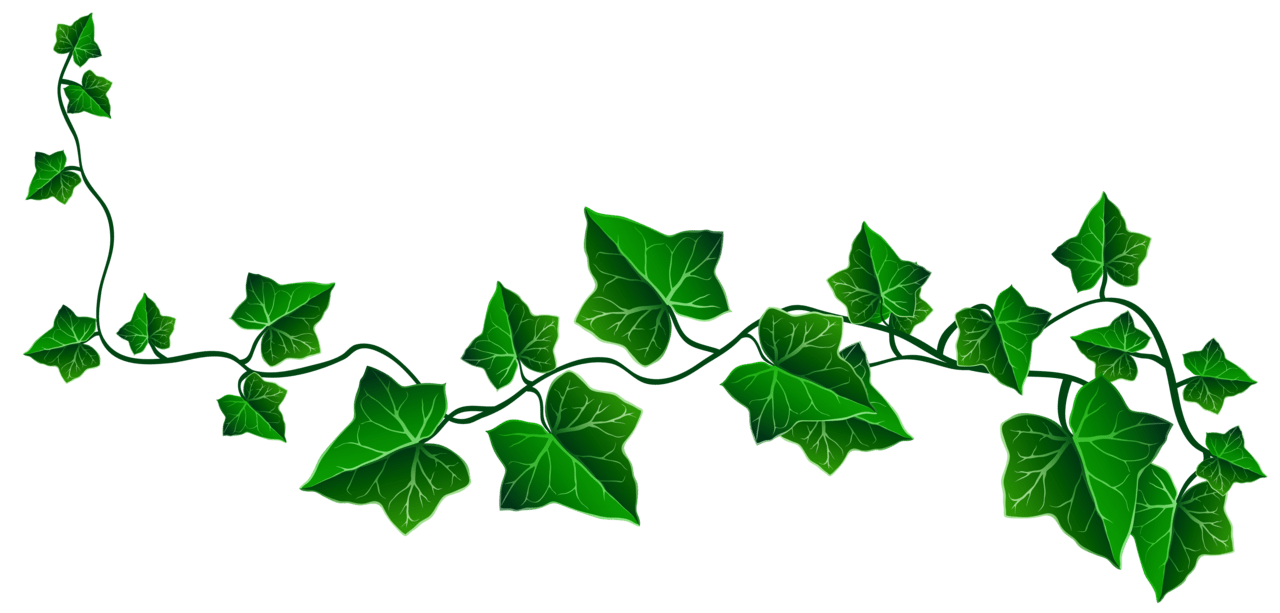 Vine ivy decoration clipart picture drawing leaf tattoo