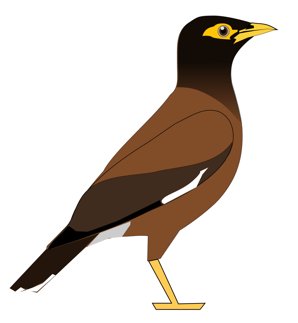 Clipart bird maina picture
