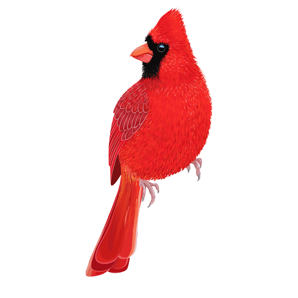 Bird cardinal images hd photo clipart