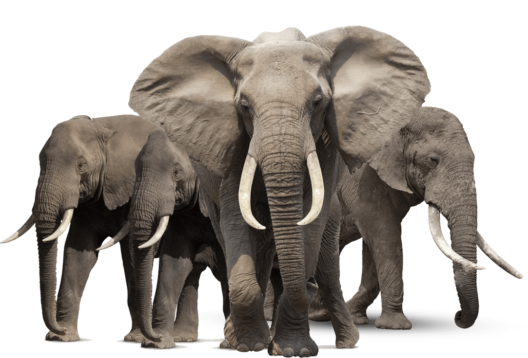 Gray elephant standing clipart logo