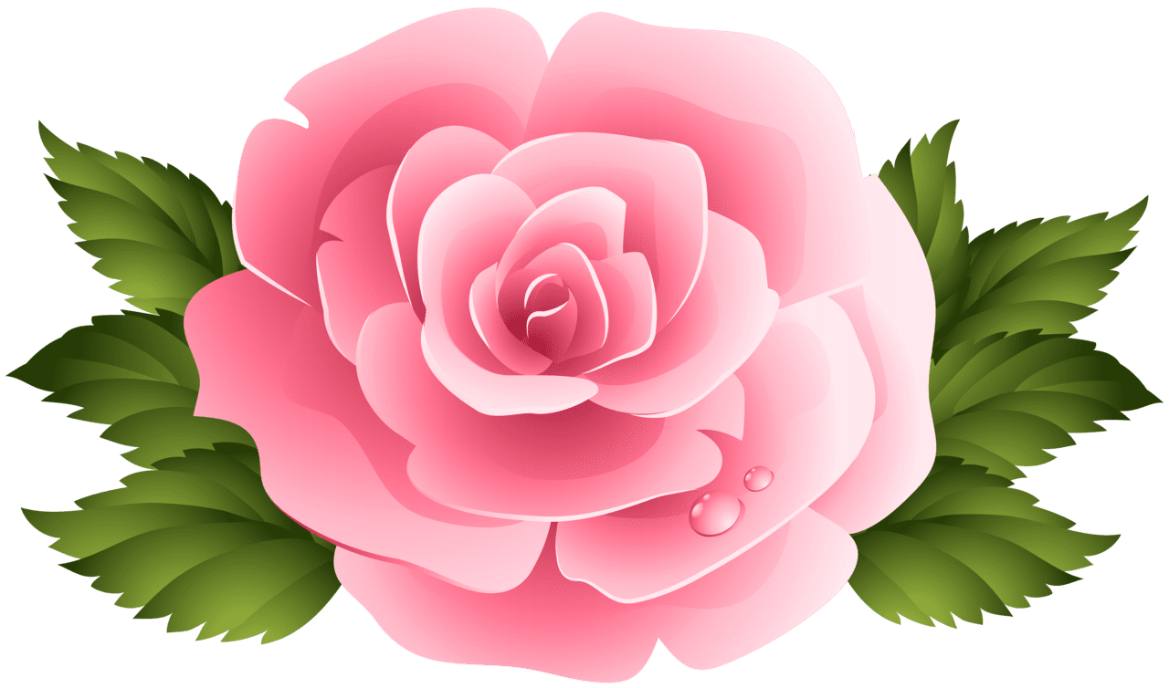 Flowers pink rose clipart image