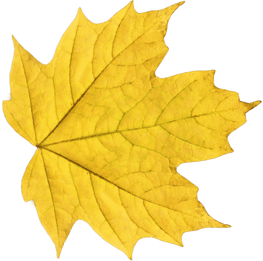 Yellow maple leaf stic clipart picture