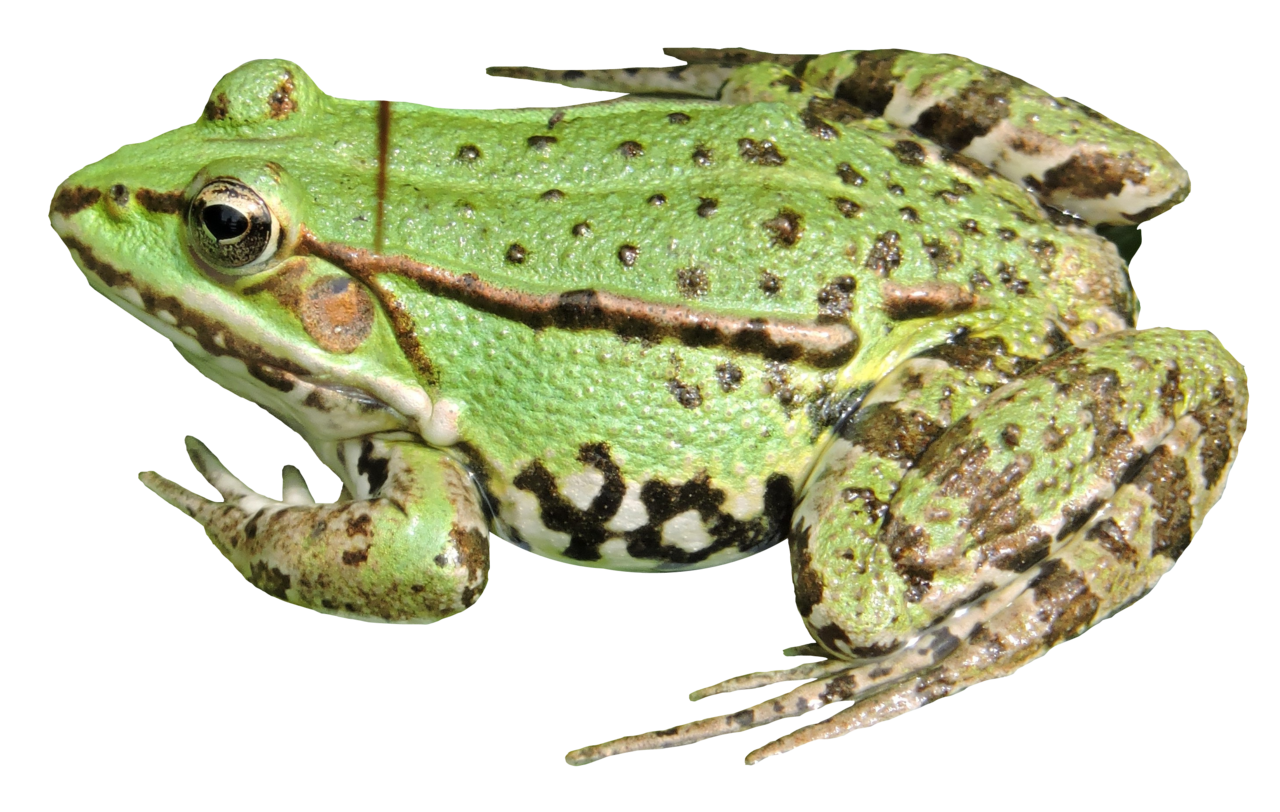 Frog clipart image