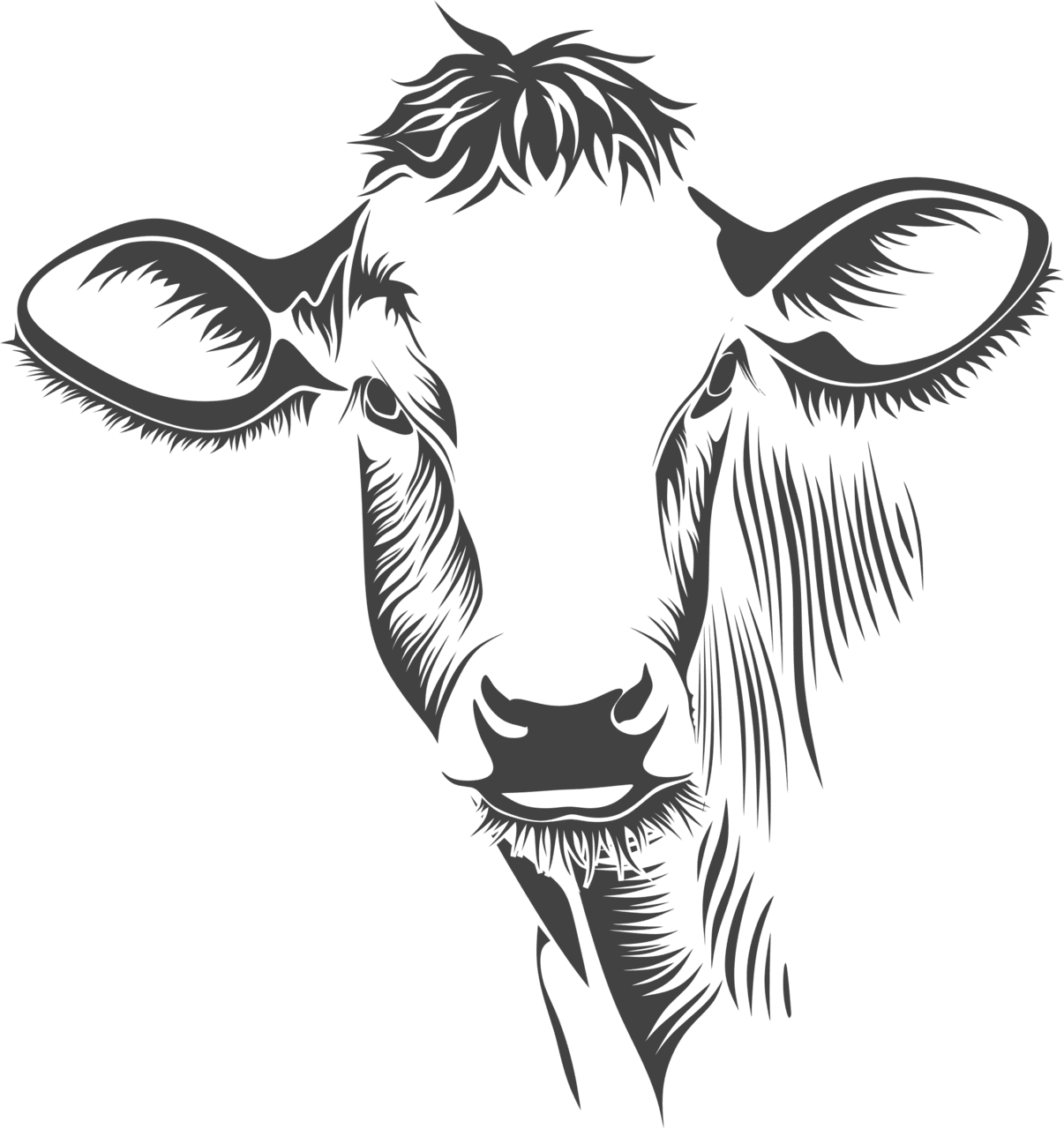 Detailed cow line art clipart picture