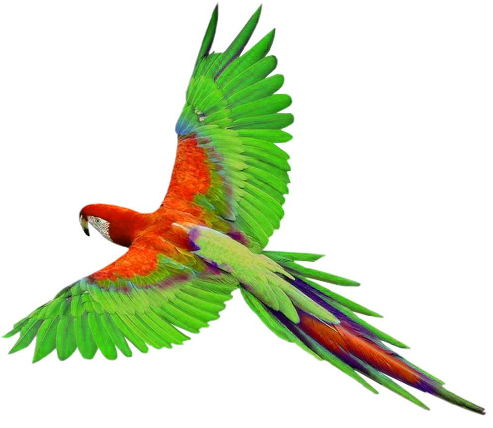 Bird clipart parrot picture