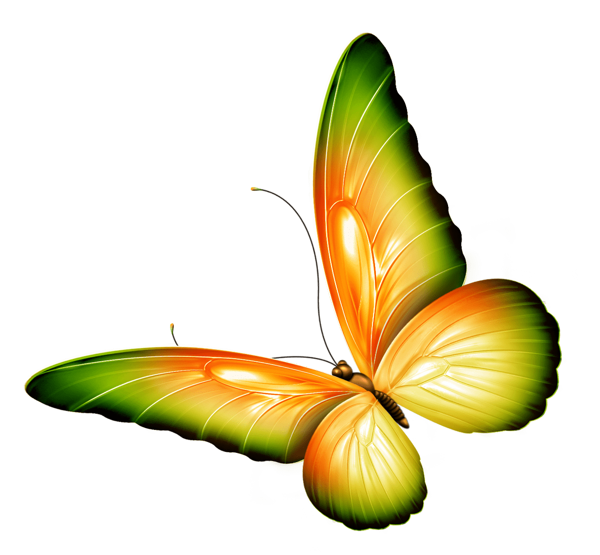 Butterfly clipart images