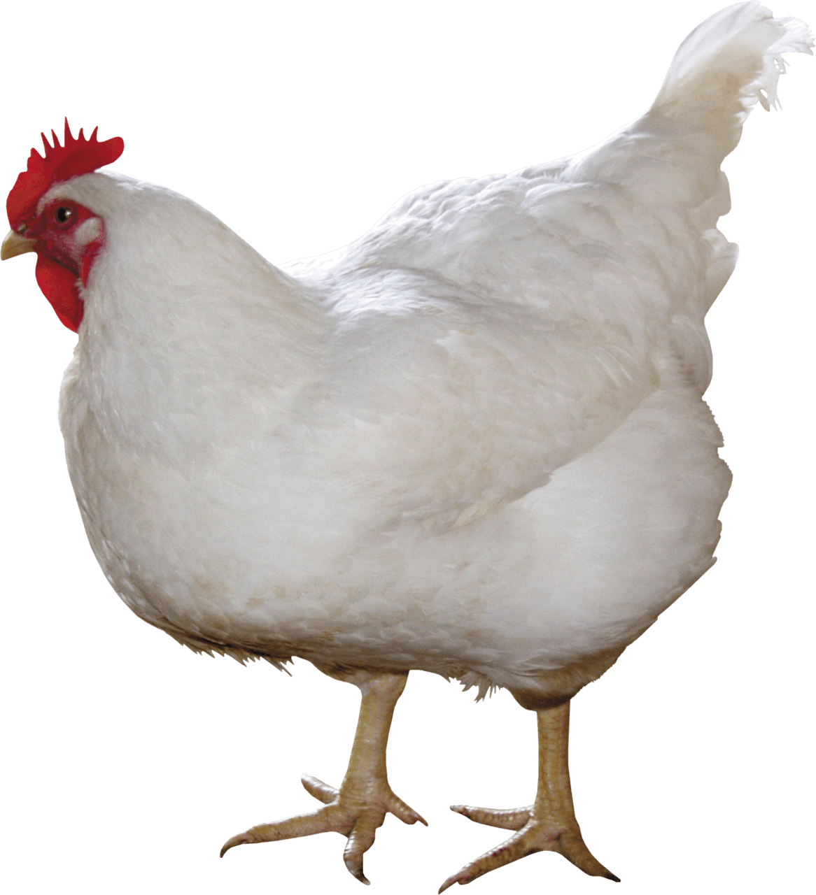 White chicken with red head standing clipart background