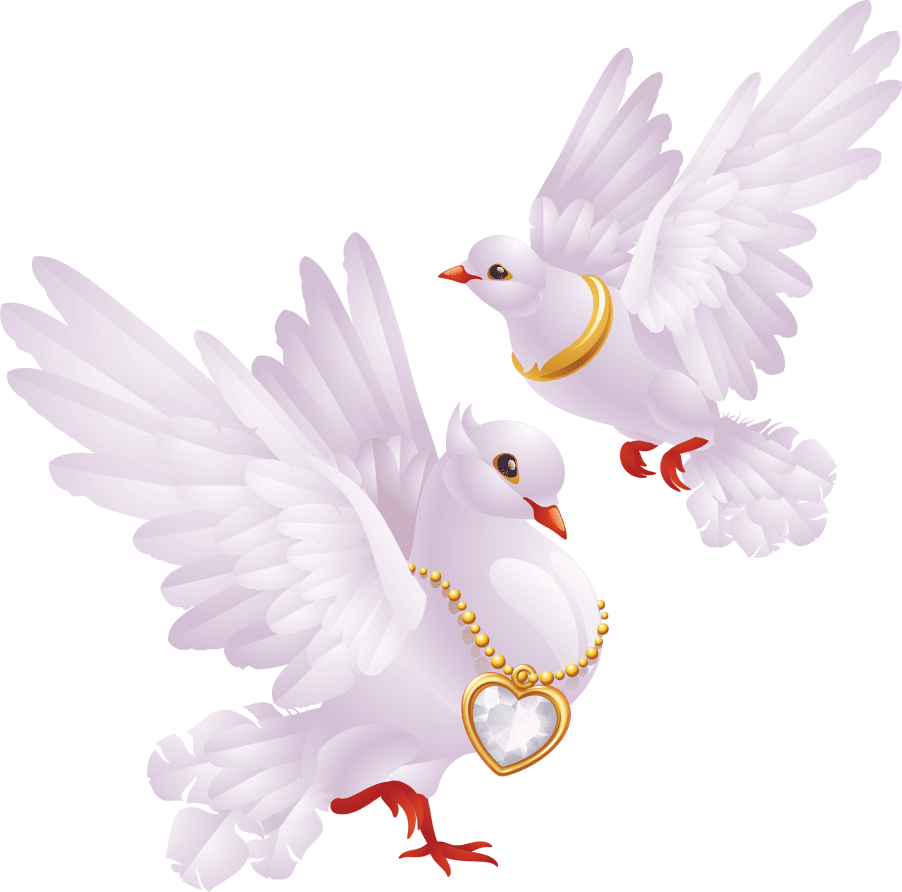 Bird columbidae domestic pigeons pigeon release white dove clipart vector