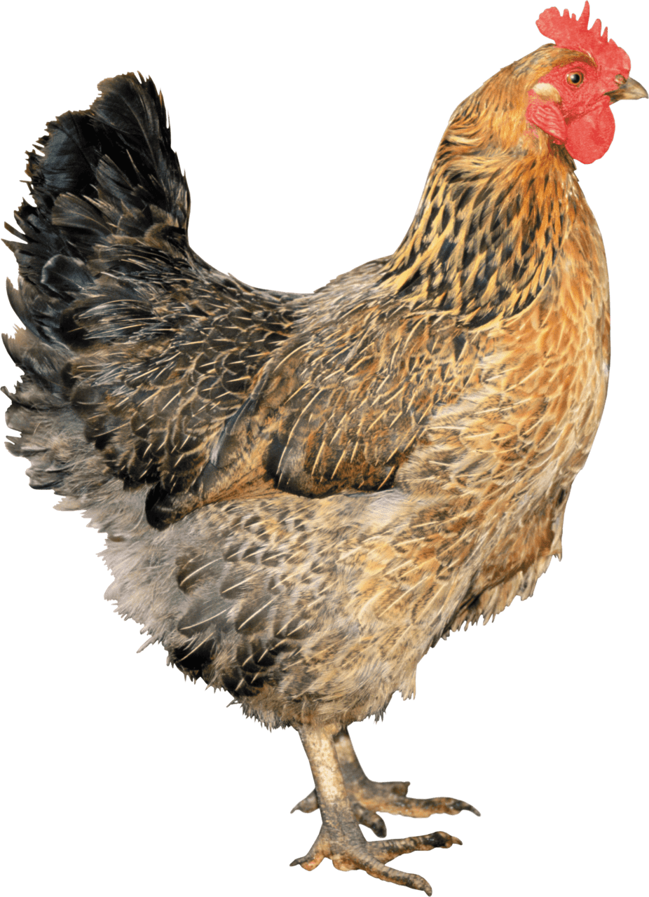 Chicken image hq fre img clipart