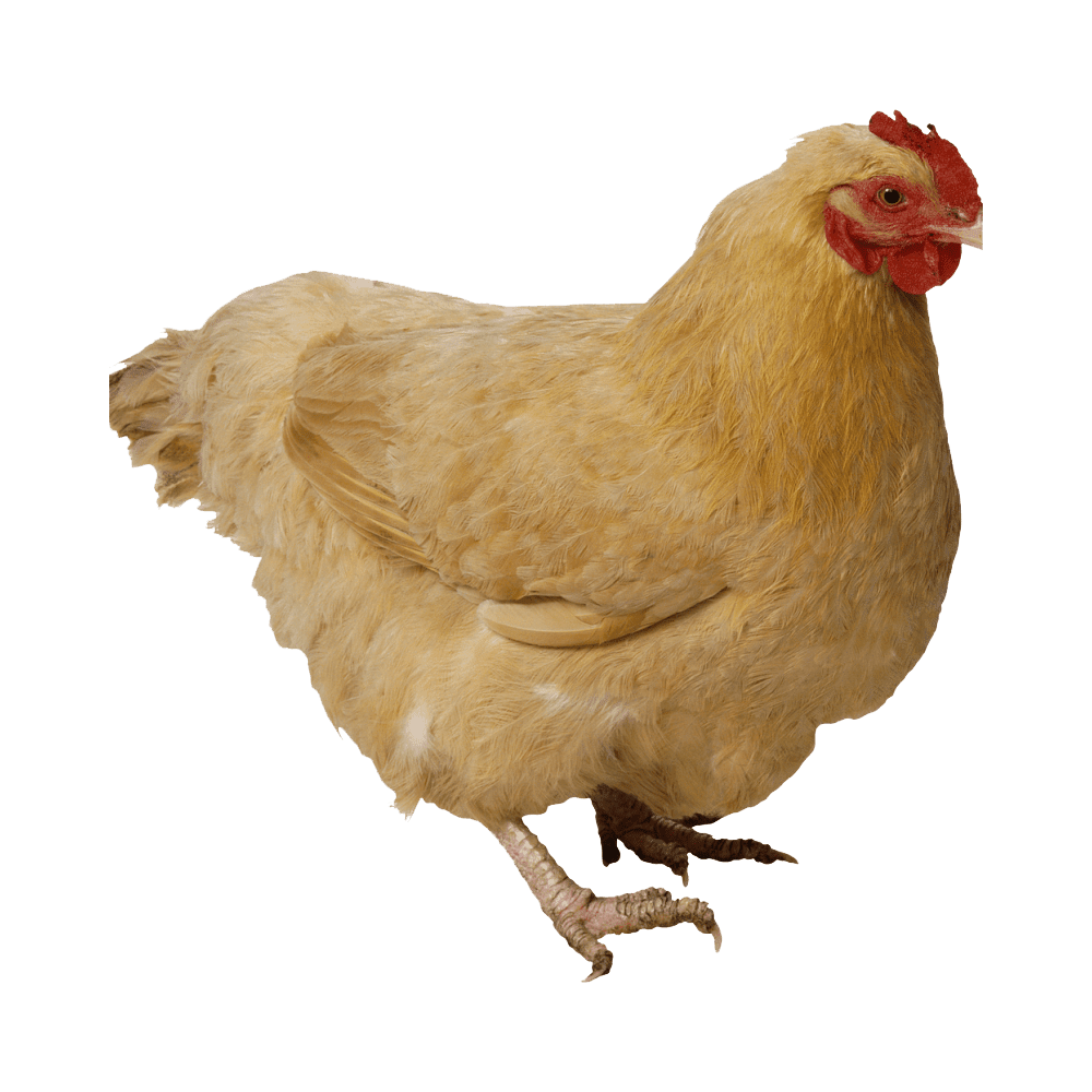 Chicken images hd photo clipart 4