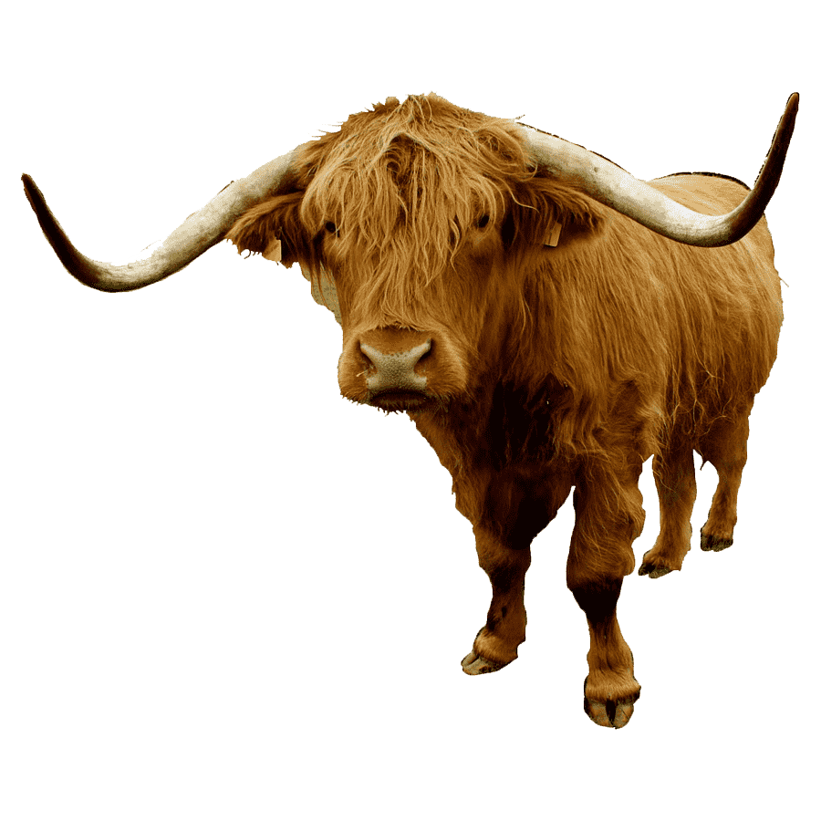 Cow highland cattle images hd photo clipart