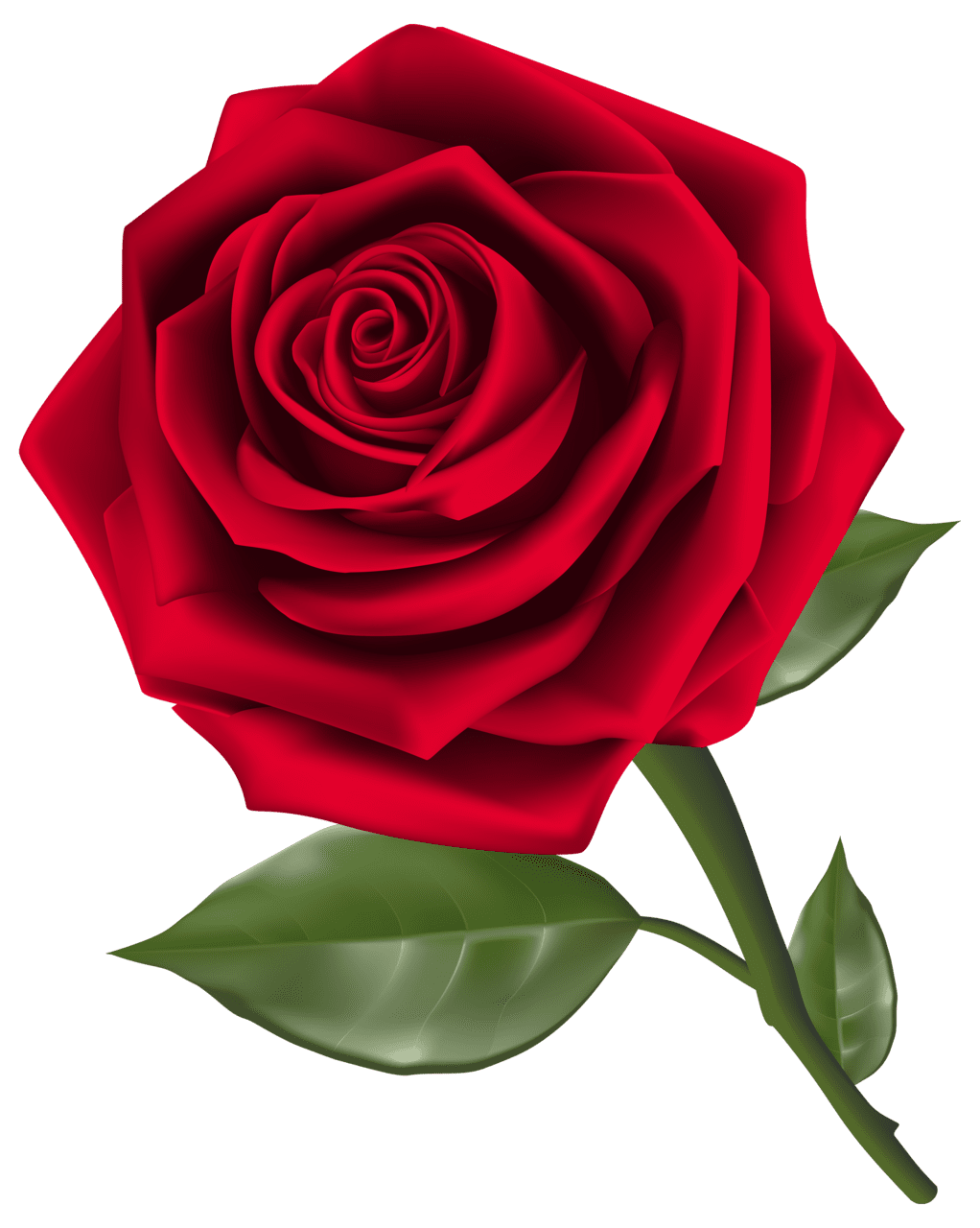 Beautiful red rose clipart best transparent