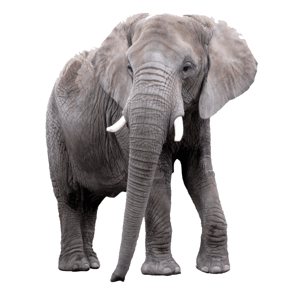 Elephant asian elephent images hd photo clipart