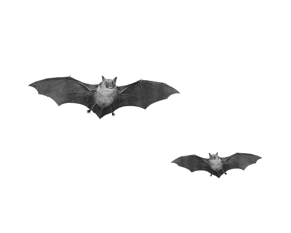 Fly bat image animals clipart