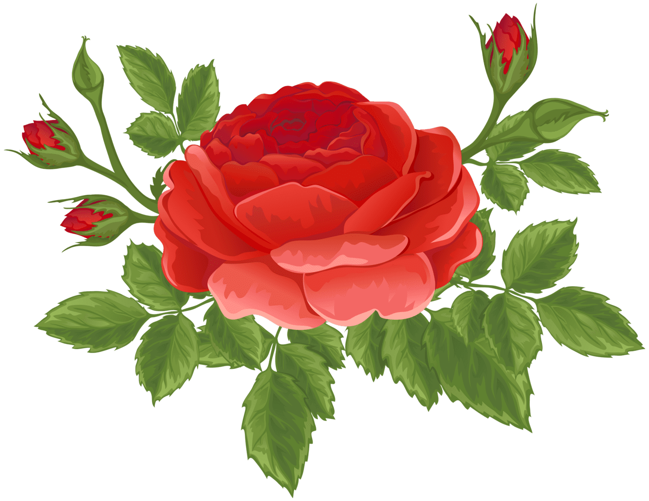 Red rose with buds clipart image flower art images