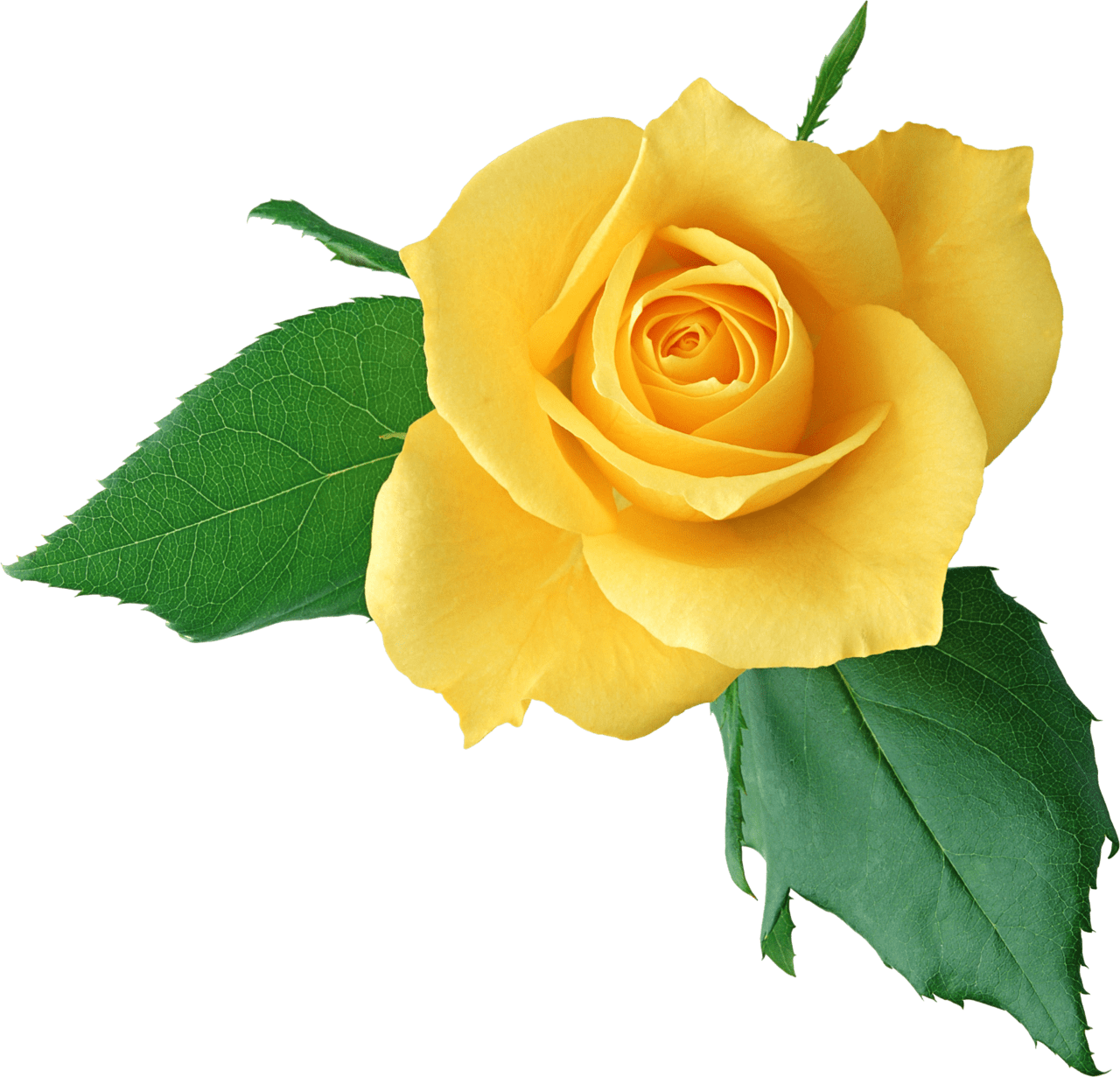 Rose pin page clipart background