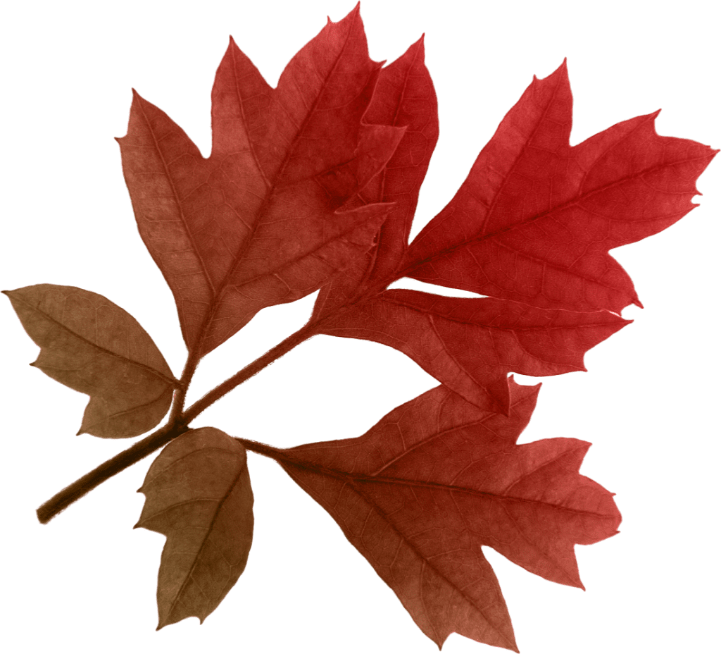 Leaf autumn leaves clipart background