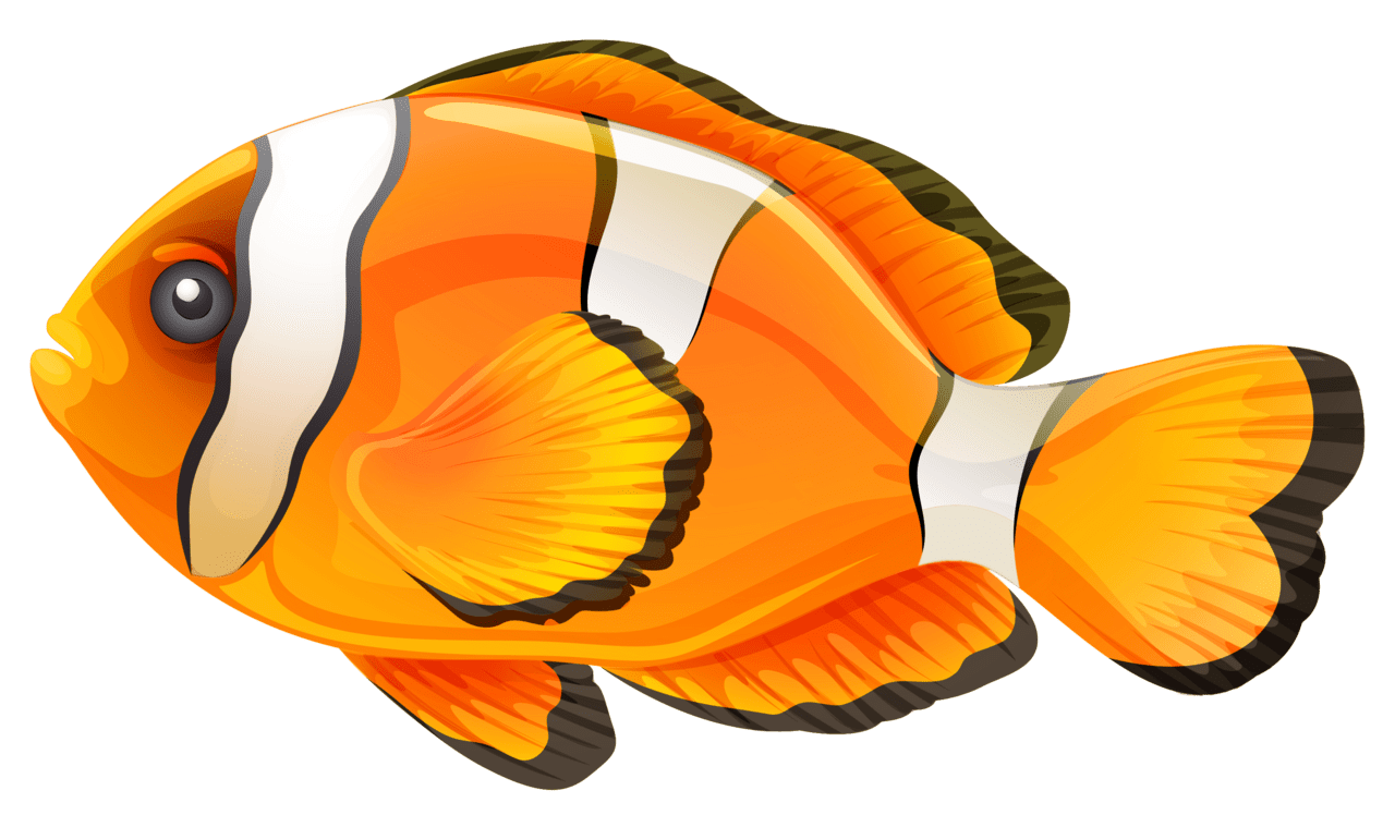 Clown fish clipart wikiclipart clip art