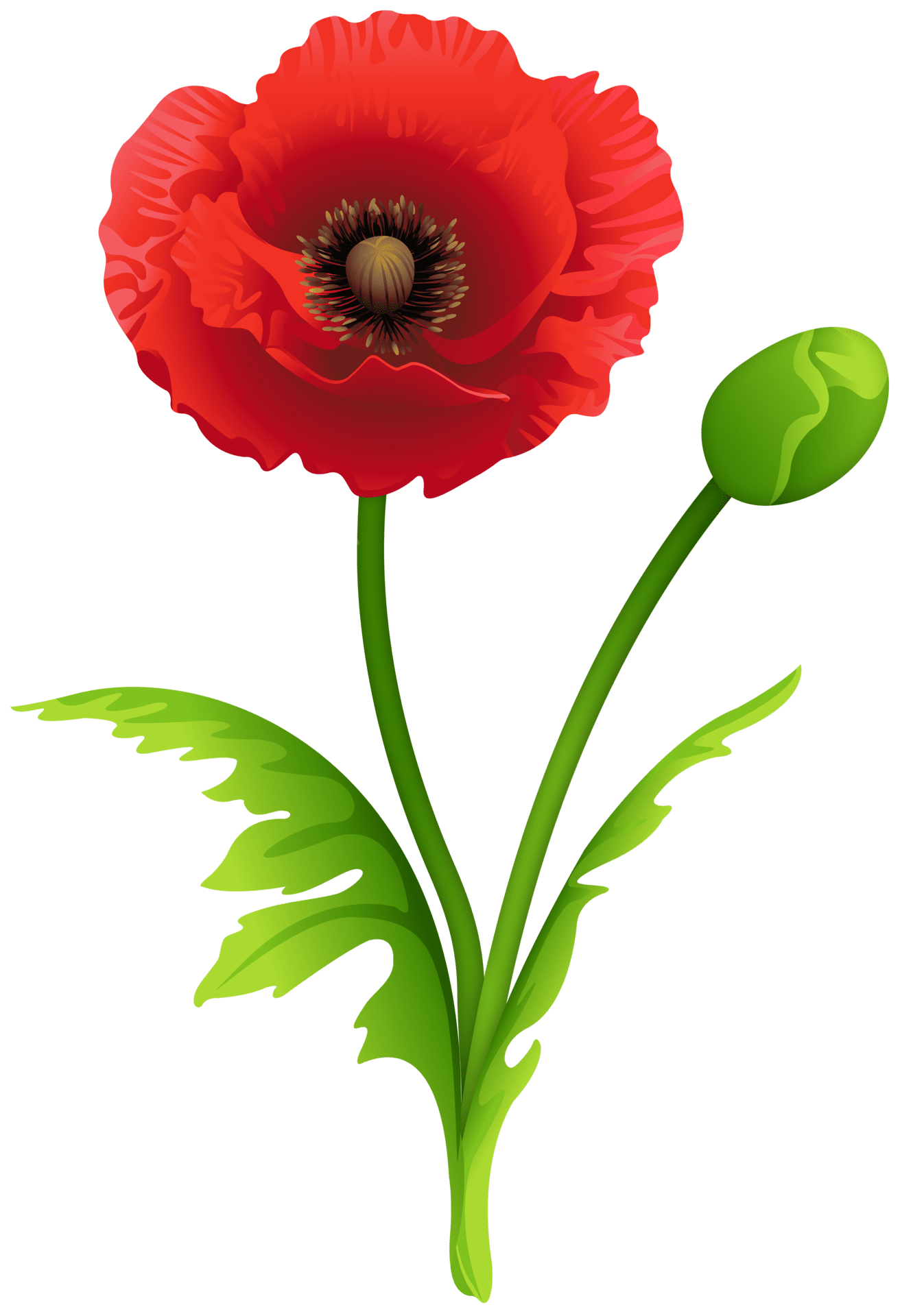 Flower red poppy clipart image