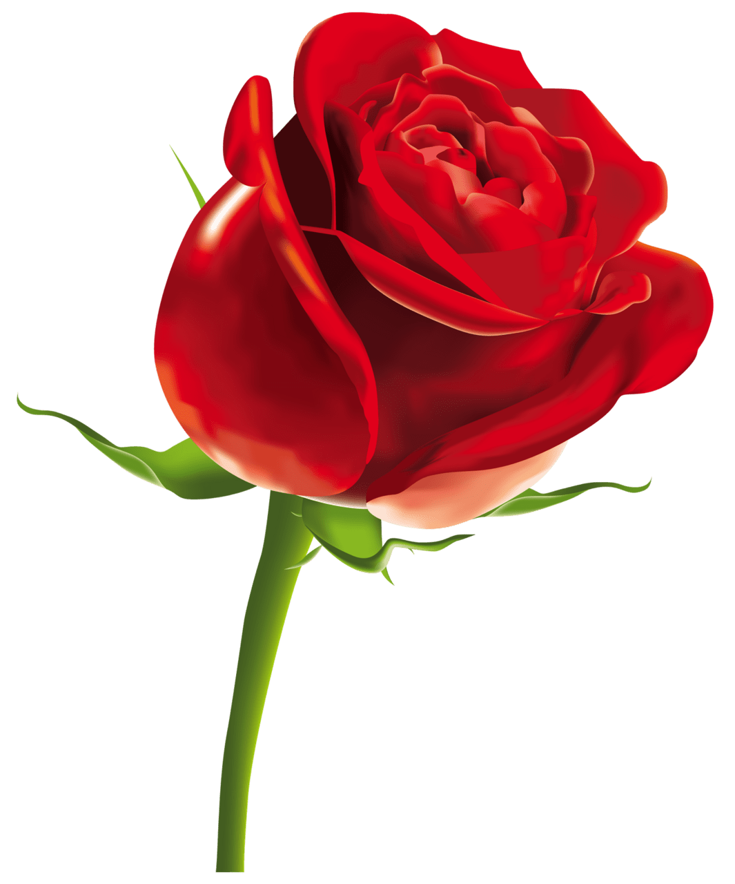 Rose clipart image 2