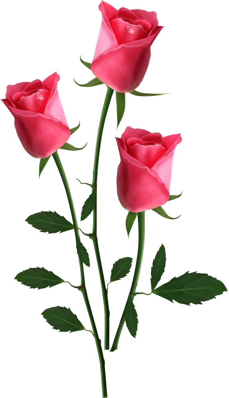 Pink rose flower image clipart