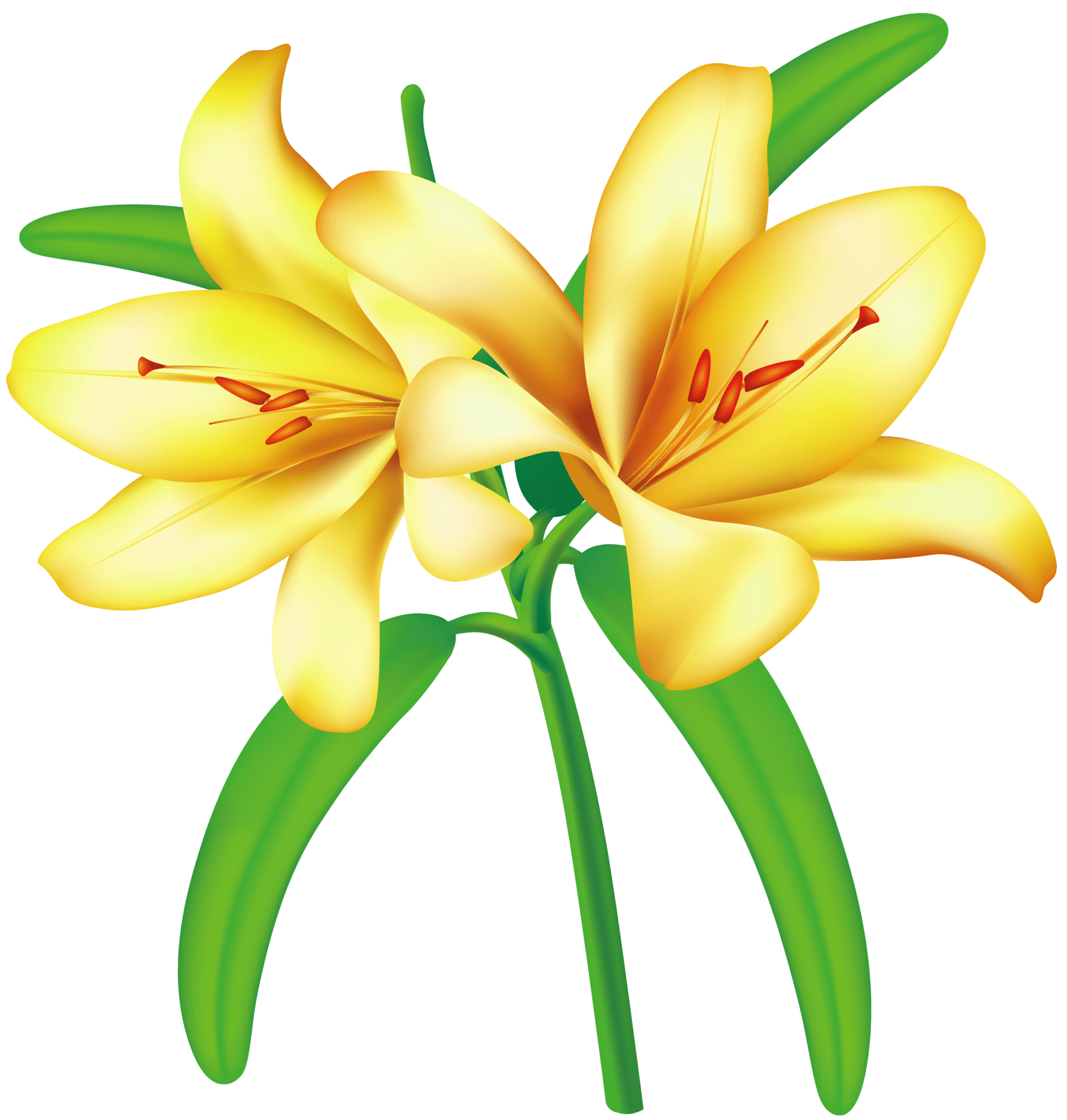 Flower yellow lilium clipart picture