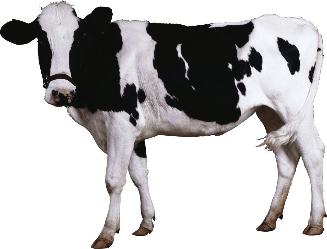 Black white cow stic clipart image