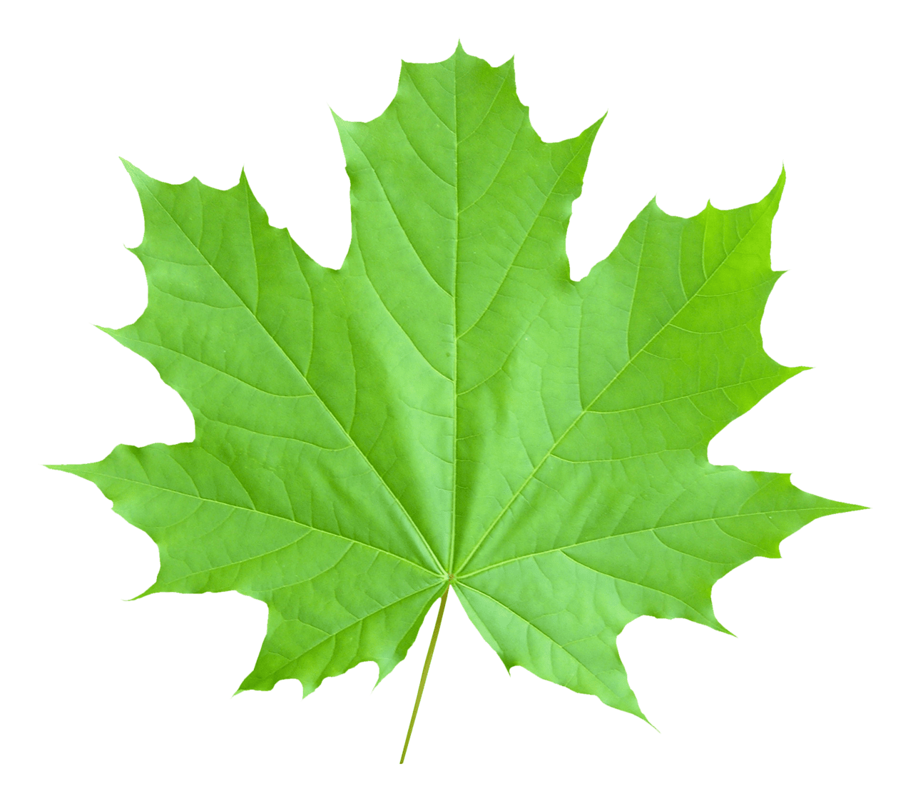 Maple leaf clipart picture