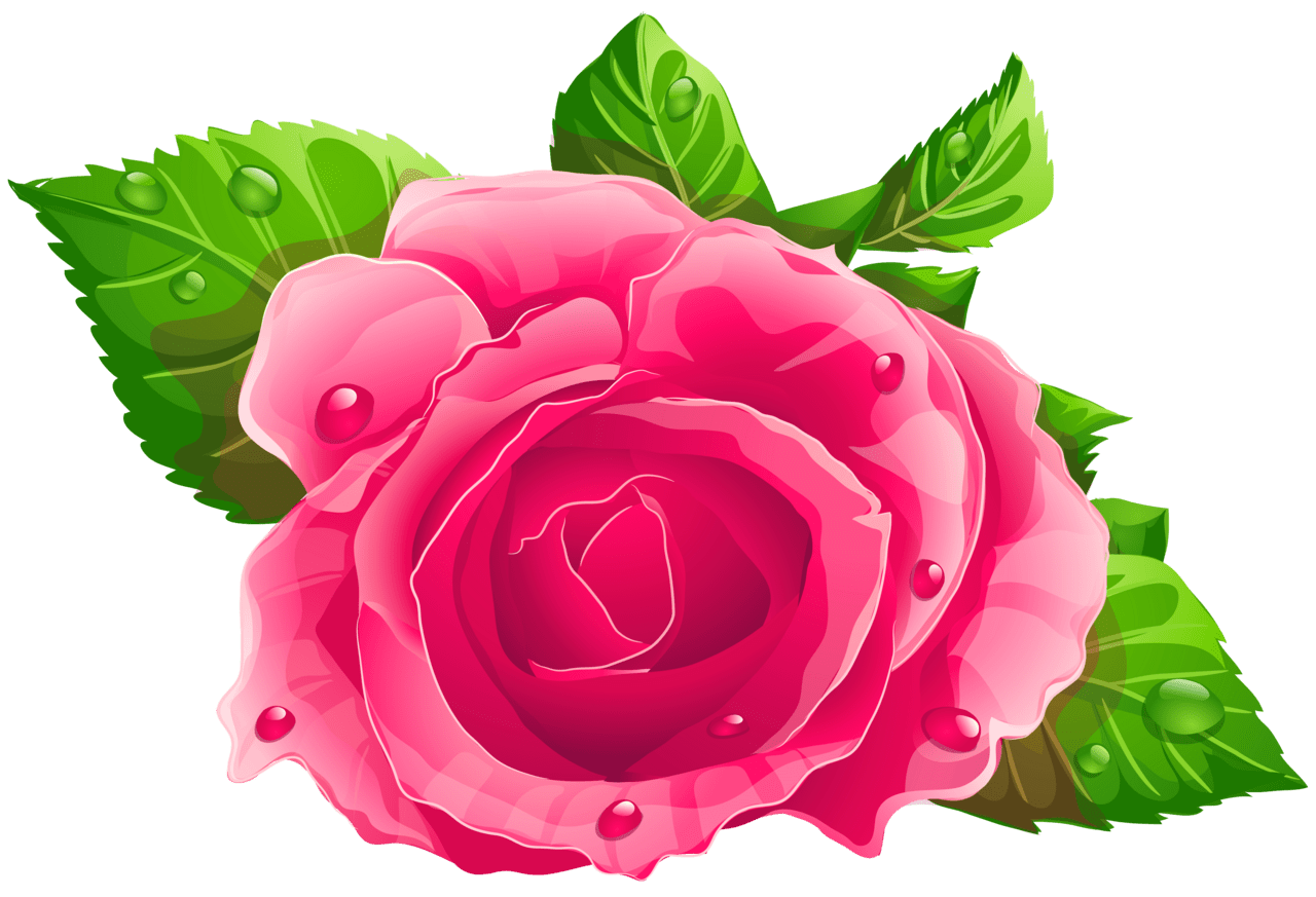 Rose pin de em cute rosa cor flores rosas pinturas clipart background