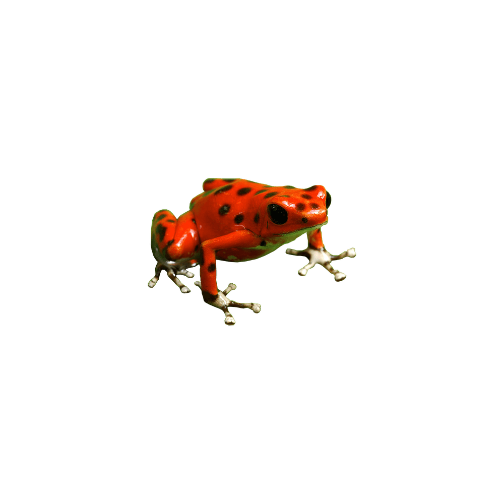 Poison dart frog images hd photo clipart