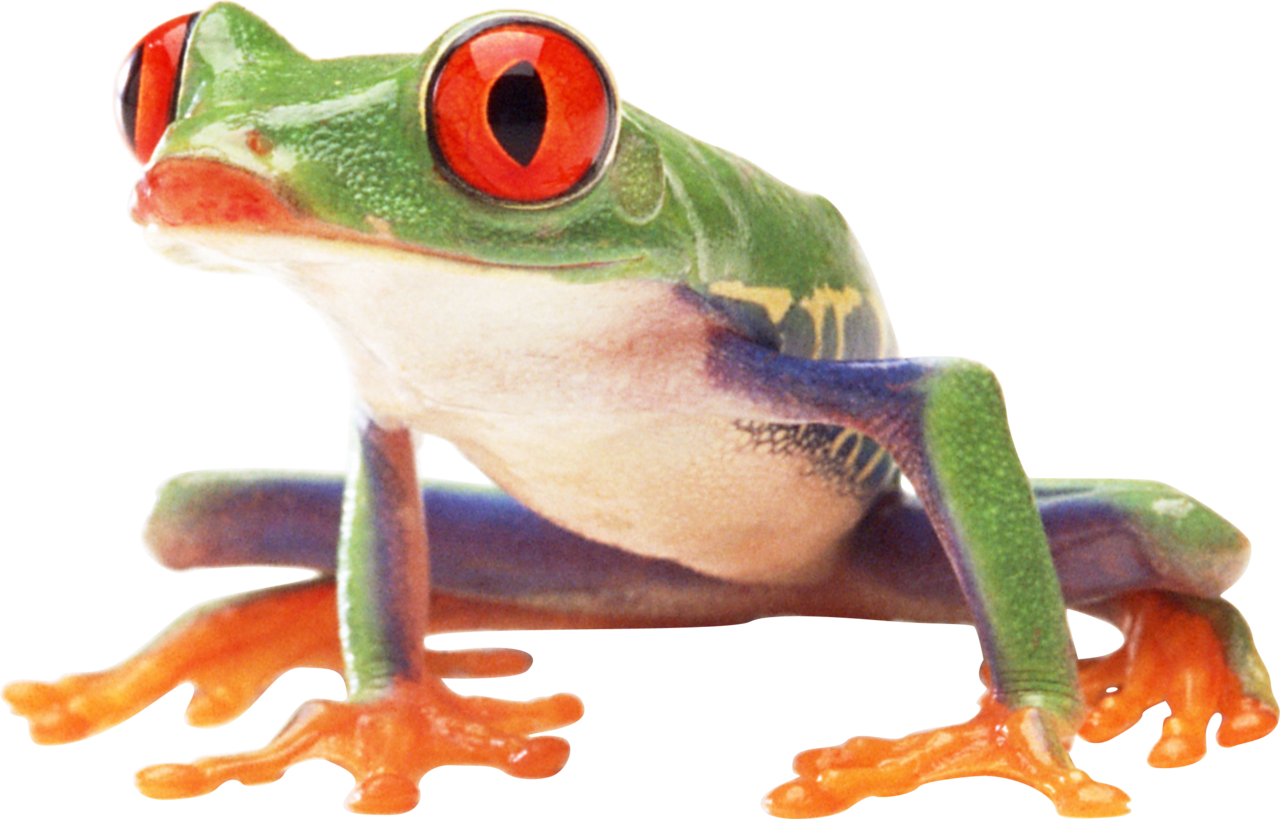 Frog image with background clipart