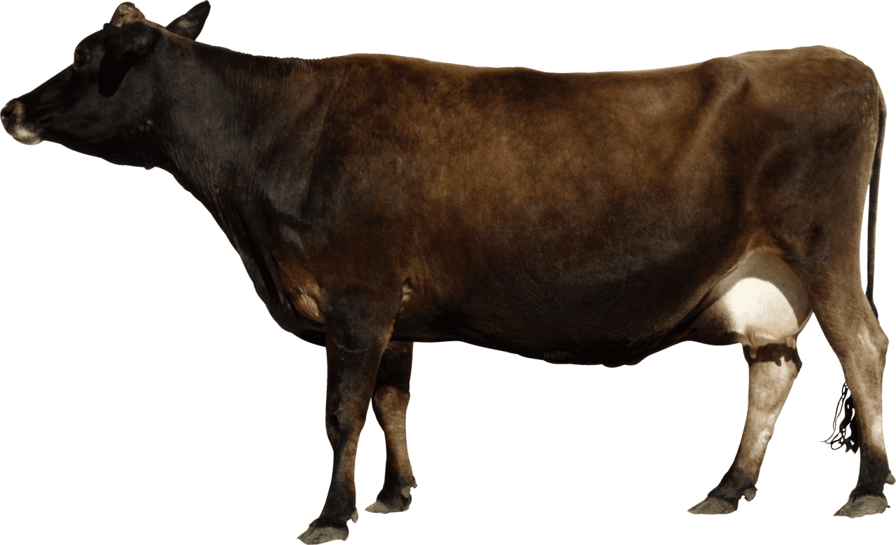 Brown cow from side clipart vector